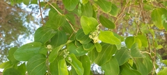 Ziziphus jujuba