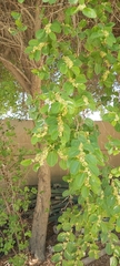Ziziphus jujuba