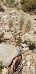 Ptilotus nobilis