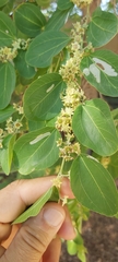 Ziziphus jujuba