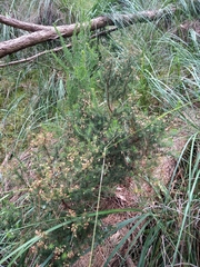 Erica lusitanica