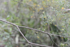 Pultenaea blakelyi