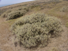 Artemisia nesiotica