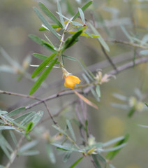 Pultenaea blakelyi