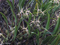 Prosthechea rhynchophora