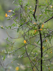 Pultenaea blakelyi