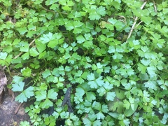 Hydrocotyle tripartita