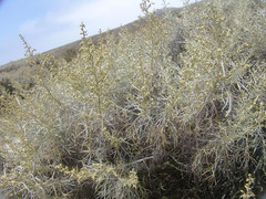 Artemisia nesiotica