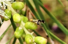 Spathulina acroleuca