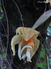 Stanhopea graveolens