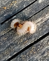 Henia vesuviana