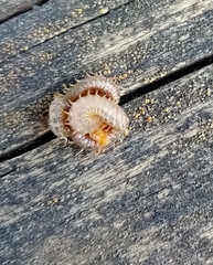 Henia vesuviana
