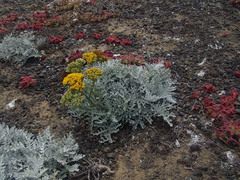 Constancea nevinii