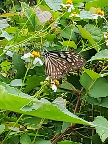 Photo of Ceylon Blue Glassy Tiger (Ideopsis similis)