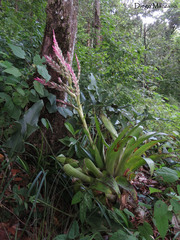 Tillandsia lucida