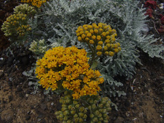 Constancea nevinii