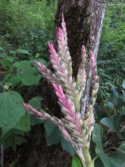 Tillandsia lucida