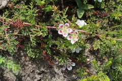 Anisodontea dissecta