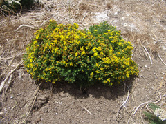 Deinandra