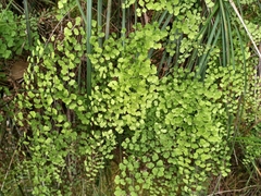 Adiantum aethiopicum