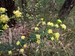 Pimelea flava flava