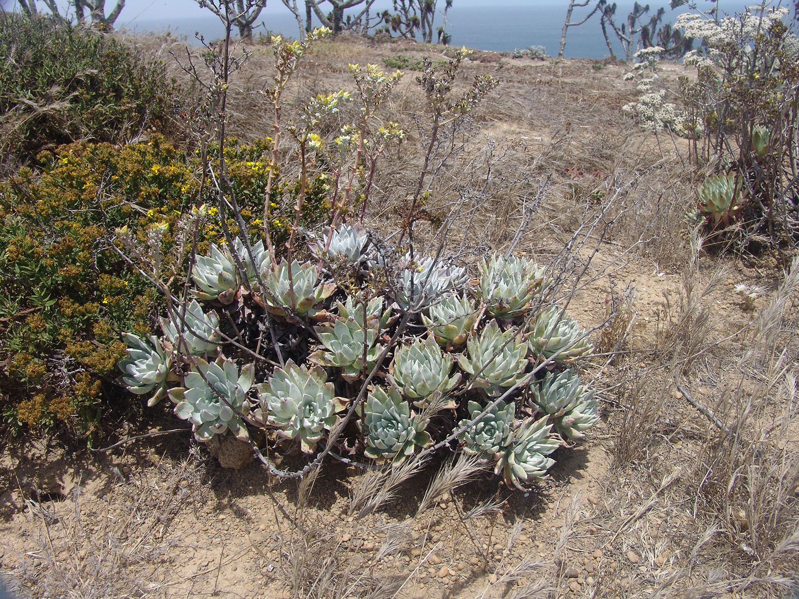 Dudleya traskiae