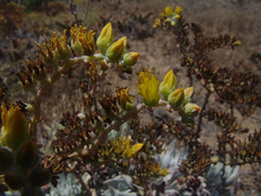 Dudleya traskiae