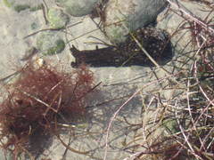 Aplysia californica image