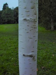 Betula utilis jacquemontii