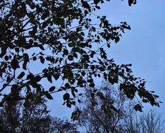Betula utilis jacquemontii