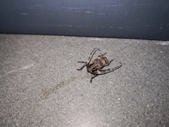 Mesosa curculionoides