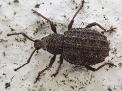 Otiorhynchus porcatus