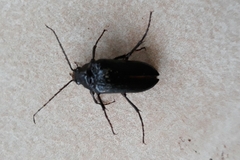 Cebrio