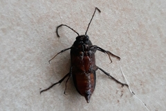 Cebrio