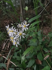 Aster ageratoides