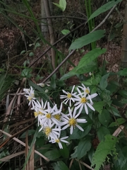 Aster ageratoides