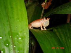 Eleutherodactylus antillensis