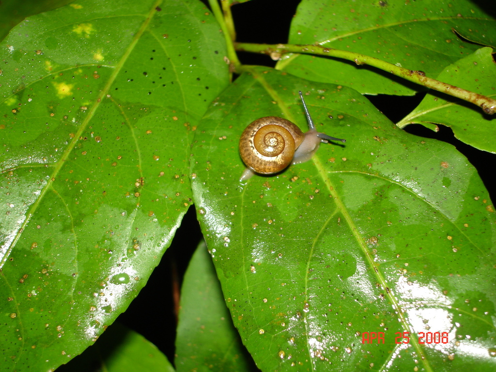 Cepolis boriquenae