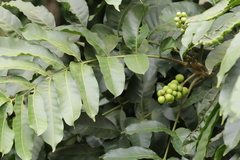 Aphanamixis polystachya