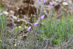 Campanula stenocodon