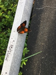 Curetis acuta paracuta