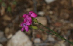 Dianthus caryophyllus