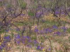 Codonorhiza elandsmontana
