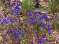 Codonorhiza elandsmontana