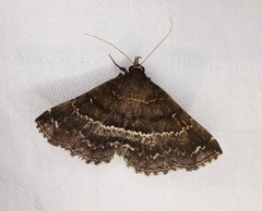 Adrapsa mediana