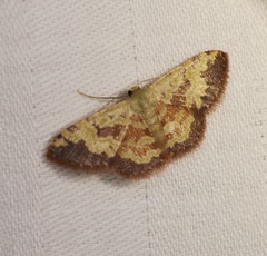 Idaea vacillata