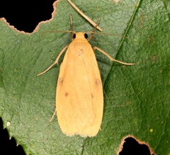 Paralithosia shaowuica