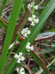 Artemisia lactiflora