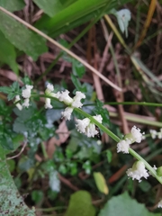 Artemisia lactiflora