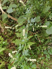 Artemisia lactiflora